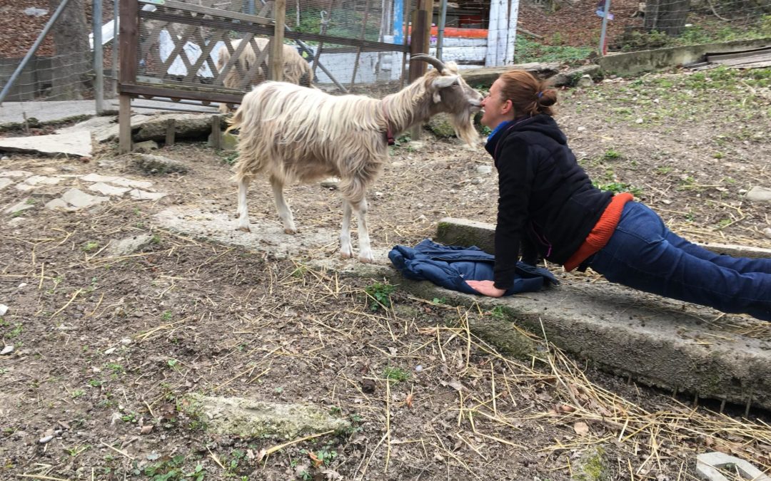 YOGA DU JARDIN ROBINSON